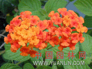 马樱丹 五色梅、臭绣球