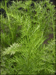 水蕨 龙须菜，龙牙草，水芹菜