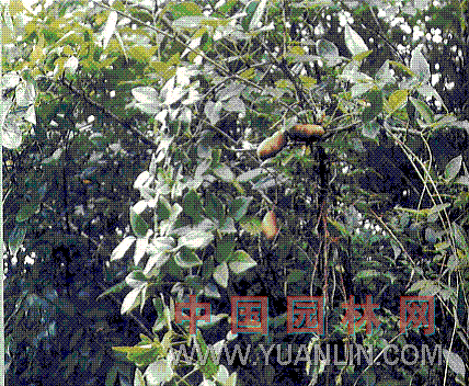 三叶木通 八月炸、三叶拿绳