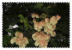 全缘叶栾树 Goldraintree,Goldenraintree，黄山栾