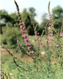 千屈菜 水柳、水枝锦、对叶莲
