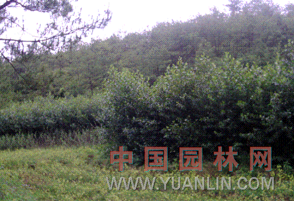 桤木 水冬瓜、水青冈