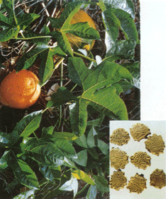 木鳖 番木鳖、狗屎瓜、漏苓子、臭屎瓜