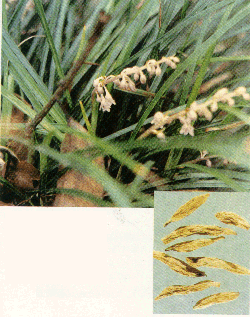 麦冬 大麦冬、鱼仔兰、麦门