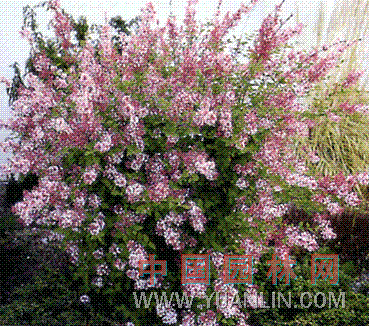 小叶丁香 四季丁香、二度梅、野丁香