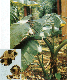 海芋 广东狼毒、野芋、独脚莲、老虎芋