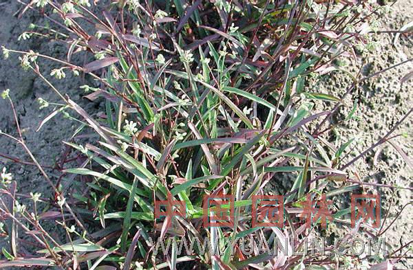 金发草 竹篙草、黄毛草、金发草、蓑衣草、竹叶草、露水草（四