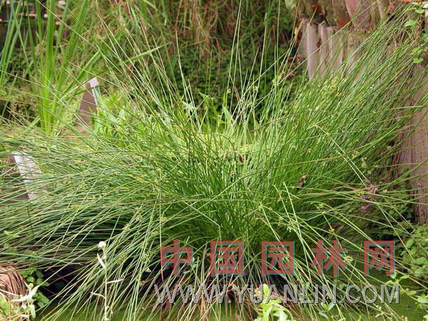 灯心草 灯草、灯心、虎须草、水灯心、赤须、碧玉草