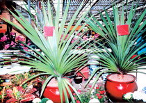 巨丝兰 象脚丝兰、荷兰铁、无刺丝兰