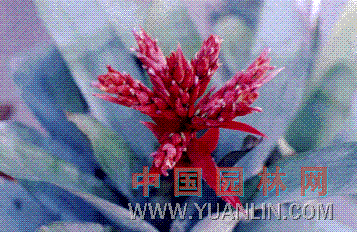 美叶光萼荷 蜻蜓凤梨