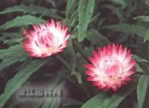 蜡菊 麦杆菊、贝细工