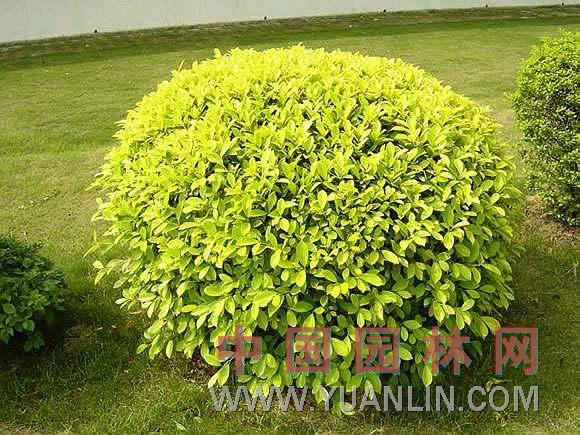 金叶假连翘   黄金叶