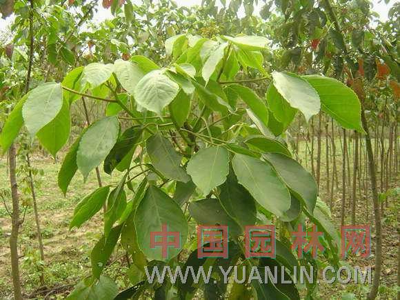 常绿重阳木 茄苳