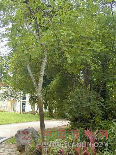 海南红豆 大萼红豆，羽叶红豆，鸭公青，食虫树，万年青