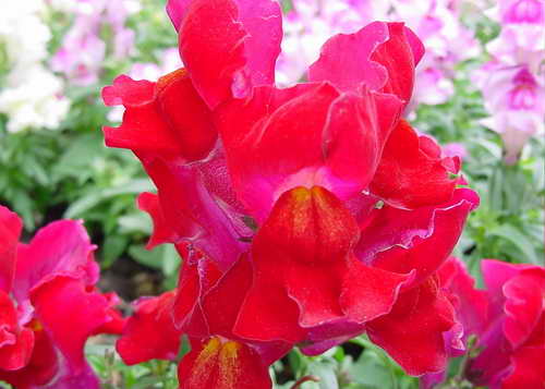 金鱼草 龙口花、龙头花、兔子花、洋彩雀