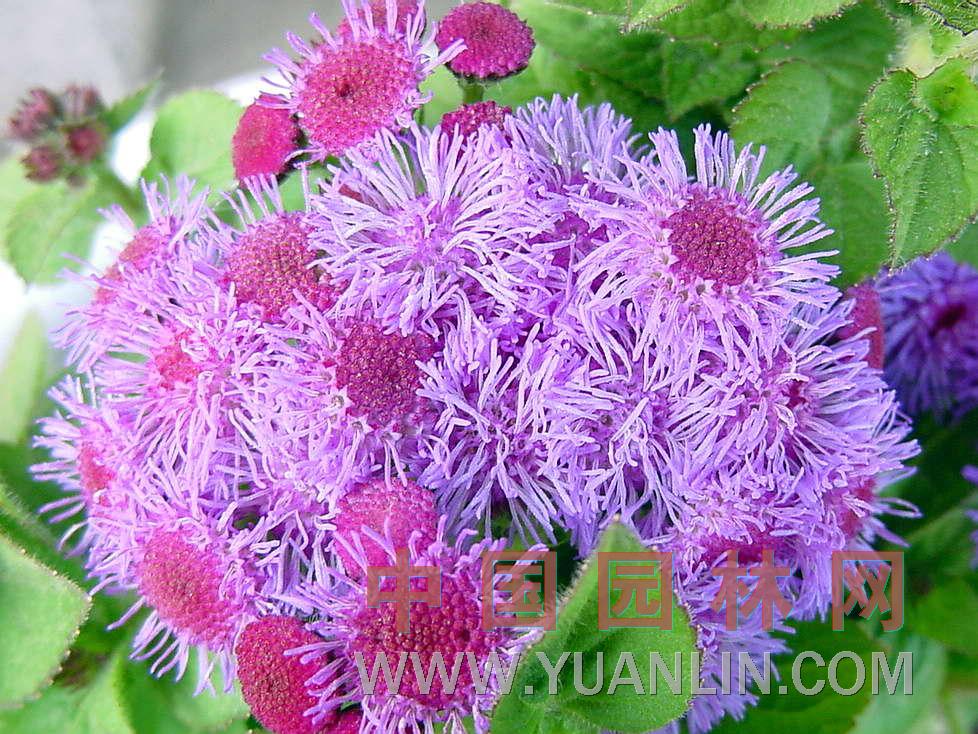 藿香蓟  紫花毛麝香