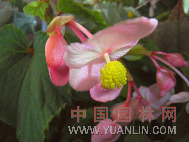 秋海棠 八月春、断肠花、相思草