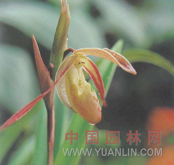 美丽兜兰 拖鞋兰、美丽囊兰、香港兜兰