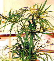 琴叶喜林芋  琴叶蔓绿绒、琴叶树藤 