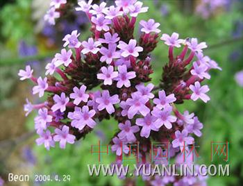 柳叶马鞭草 南美马鞭草、长茎马鞭草</title>