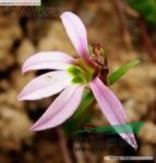 长萼狭叶山梗菜