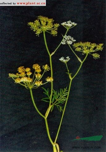 全叶山芹 全叶独活(东北植物检索表)